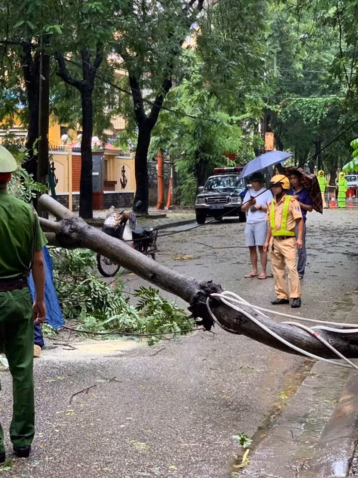 Một cây xanh đổ ngang đường, lực lượng chức năng phải nhanh chóng cắt dọn.