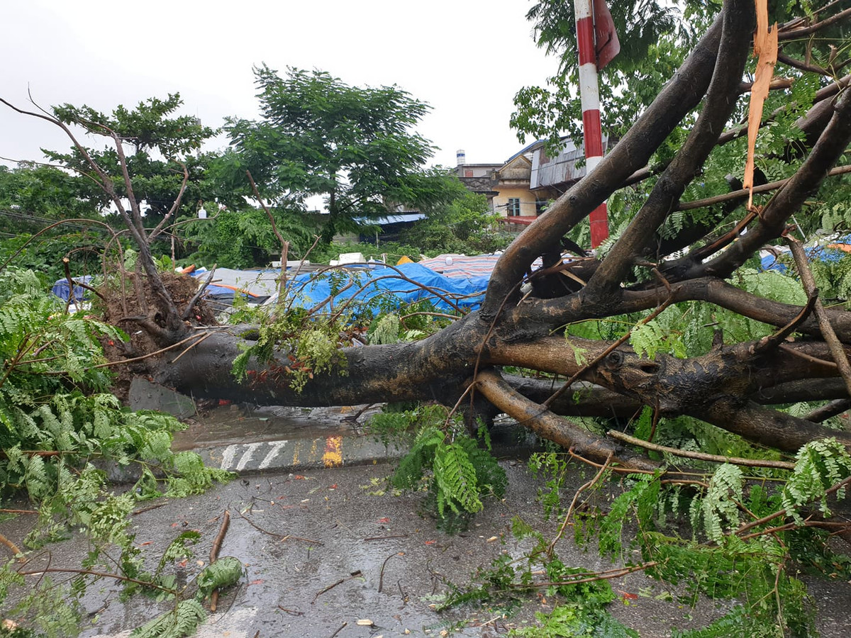  Tại TP Hải Phòng, gió bão số 3 đã quật ngã nhiều cây xanh. 