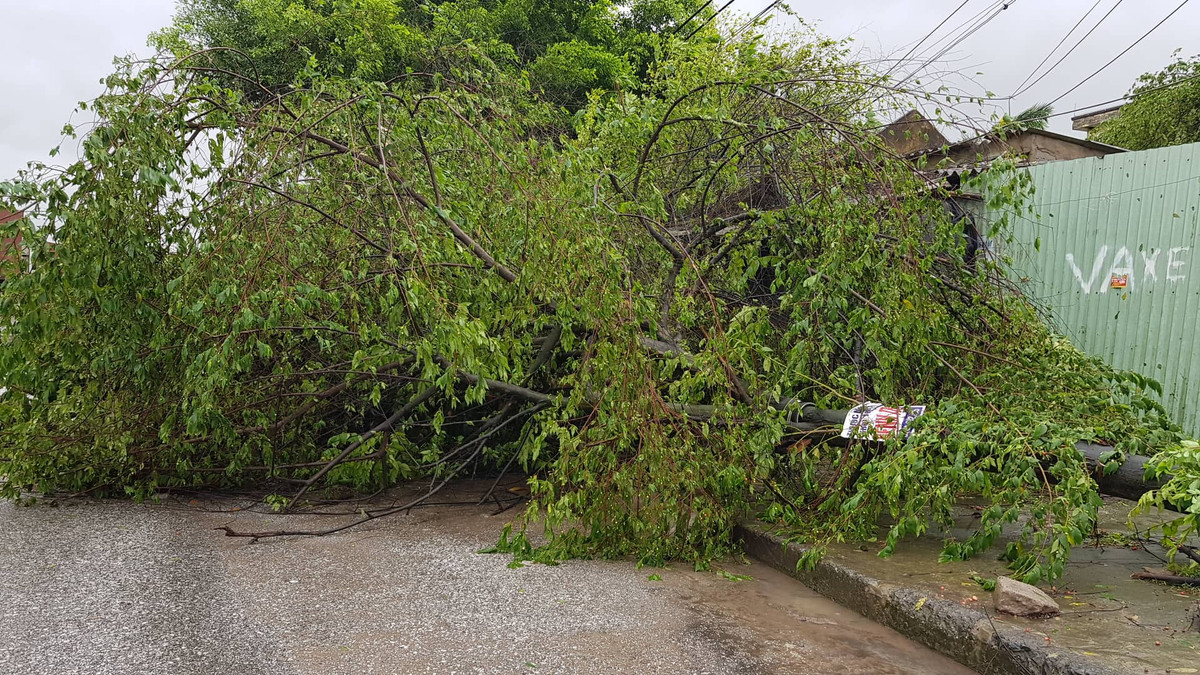 Nhiều cây xanh trên phố ở TP Hải Dương bị bật gốc.