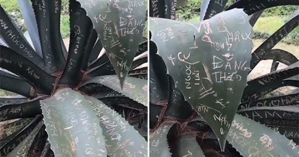 Khắp thân cây, lá cây bị khắc chi chít những cái tên, kí hiệu... do các du khách đến trước để lại. Ảnh: Cắt từ clip