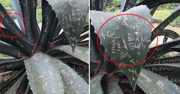 Một du khách từng chia sẻ hình ảnh những cái cây ở một điểm du lịch tại Đà Lạt bị tàn phá nghiêm trọng. Ảnh: Cắt từ clip