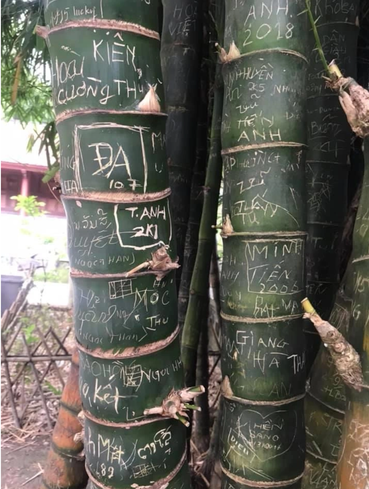 Hình ảnh những bụi tre lâu năm ở khu du lịch Tây Thiên, Vĩnh Phúc bị bôi bẩn bằng những dòng chữ khắc tên riêng khiến những ai nhìn thấy không khỏi ngán ngẩm. Ảnh: KSĐP.