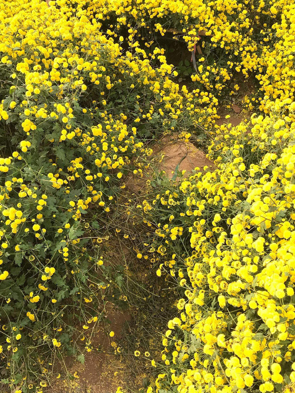 Trong ảnh, cô gái nằm hẳn xuống luống hoa cúc chi để tạo dáng chụp ảnh. Luống cúc tươi đẹp, bung nở rạng rỡ nhưng có đúng góc cô gái này nằm thì cành đổ rạp hết.