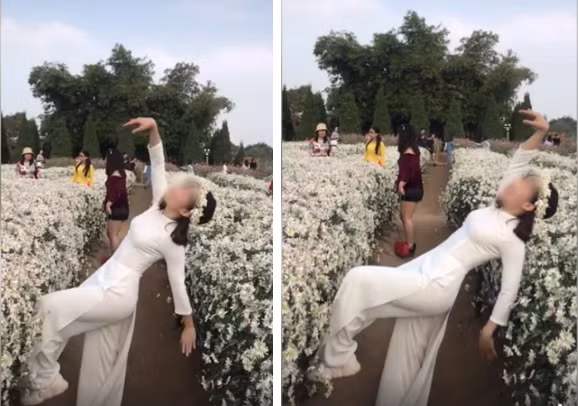 Hình ảnh một cô gái vì mải mê tạo dáng mà không may đã ngã nhào lên luống cúc họa mi được chia sẻ lên mạng xã hội đã khiến nhiều người xôn xao.