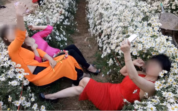 Ngoài hoa cúc, vào mùa cúc hoa mi nở rộ trên MXH không thiếu những hình ảnh cho thấy ý thức kém của nhiều người.