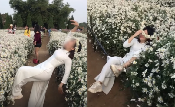 Tuy nhiên, do bị mất thăng bằng cô gái đã ngã ngửa người về phía sau, đè lên khóm cúc họa mi khiến nguyên một chòm hoa bị dập nát. Ảnh: Tổng hợp