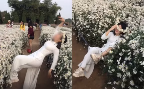 Tuy nhiên, do bị mất thăng bằng cô gái đã ngã ngửa người về phía sau, đè lên khóm cúc họa mi khiến nguyên một chòm hoa bị dập nát. Ảnh: Tổng hợp