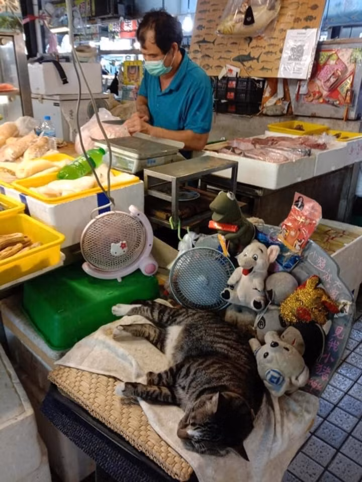 Thuê được con mèo làm bảo vệ quán và đây là những gì nó làm.