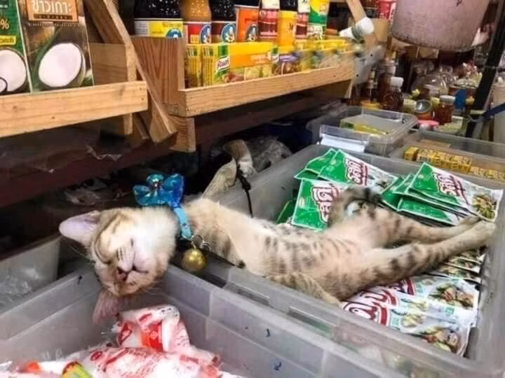 Bảo trông hàng nhưng kết quả là thế này đây.