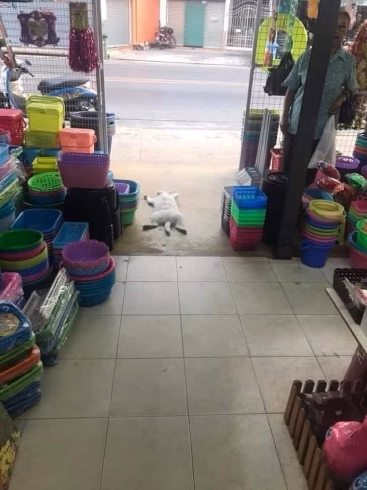 Cách để mời chào khách của "hoàng thượng"?