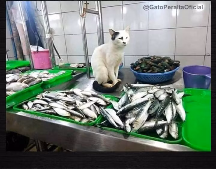 Sạp cá và cô chủ khó tính.