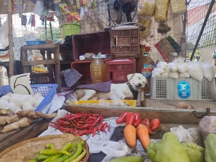 Những chú mèo vô cùng chăm chỉ “trông cửa hàng của gia đình” với muôn vàn biểu cảm đáng yêu làm ai cũng phải tan chảy.