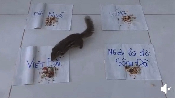 Có bạn còn đầu tư đến mức dùng hẳn một chú sóc để tiên tri đề thi giúp mình, chú đã không ngại ngần phi ngay vào phía tác phầm "Việt Bắc".