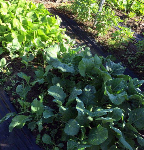 Bà mẹ Việt kiều Đỗ Minh Hường sở hữu một vườn rau sạch xanh tốt bốn mùa ở xứ sở Kangaroo. Ảnh: Dân Việt.