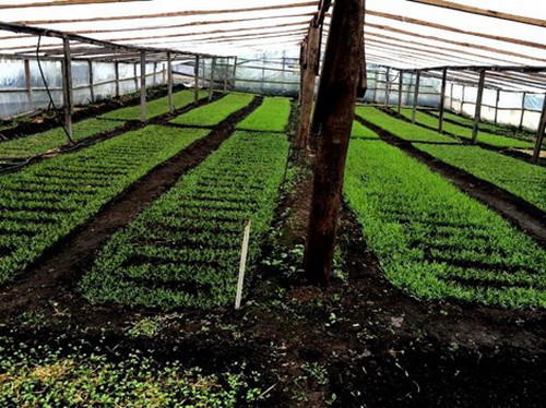 Vườn của chị chủ yếu trồng rau muốn và rau cải. Không chỉ người Việt mà rất nhiều các bạn nước Nga cũng đặc biệt yêu thích và tin dùng rau xanh của chị Sáu. Ảnh: Phapluattp.