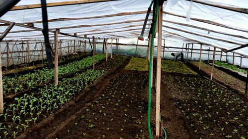 Hơn 20 năm sinh sống ở nước Nga xa xôi, chị Sáu đã thành công với nghề trồng rau sạch. Ảnh: Phapluattp.