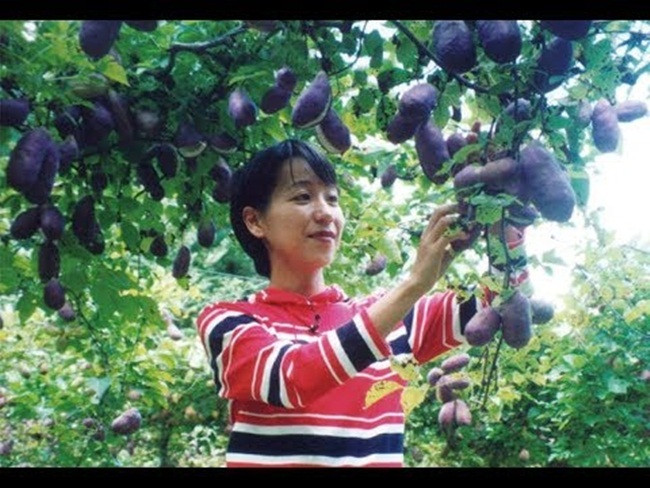 Không chỉ ruột mà vỏ của loại quả tím này cũng được người ta sử dụng để chế biến thành món ăn.