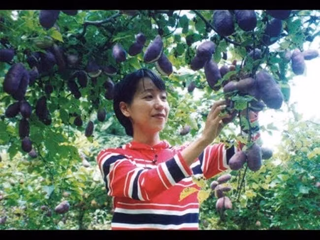 Không chỉ ruột mà vỏ của loại quả tím này cũng được người ta sử dụng để chế biến thành món ăn.