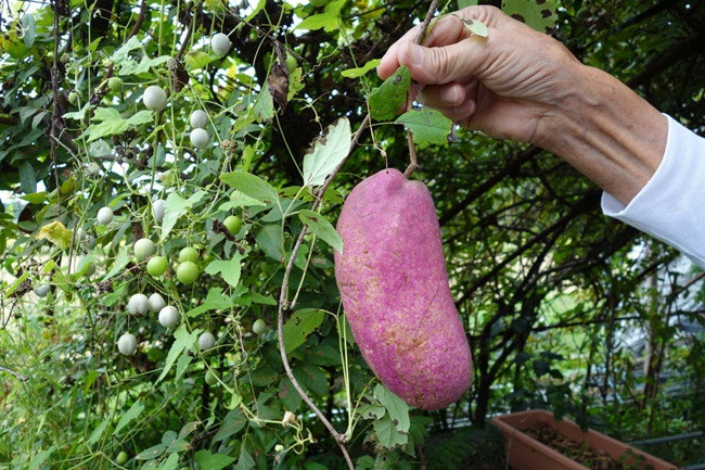 Cách đây không lâu, ở Việt Nam cũng có bán loại quả lạ này với giá 250.000 đồng/quả, mỗi thùng năm quả có giá tới 1,45 triệu đồng.