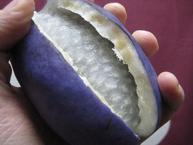 Tuy nhiên, sau đó mọi người nhận thấy những tác dụng của nó nên bắt đầu đưa về trồng từ cách đây 20 năm.