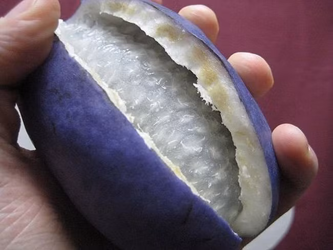 Tuy nhiên, sau đó mọi người nhận thấy những tác dụng của nó nên bắt đầu đưa về trồng từ cách đây 20 năm.