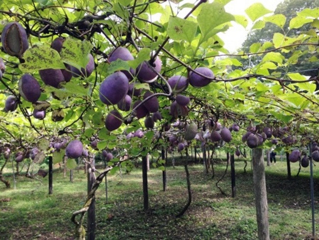 Không chỉ đơn thuần là loại trái cây ăn tươi mà nó được dùng làm thực phẩm và chiết xuất dầu từ hạt.