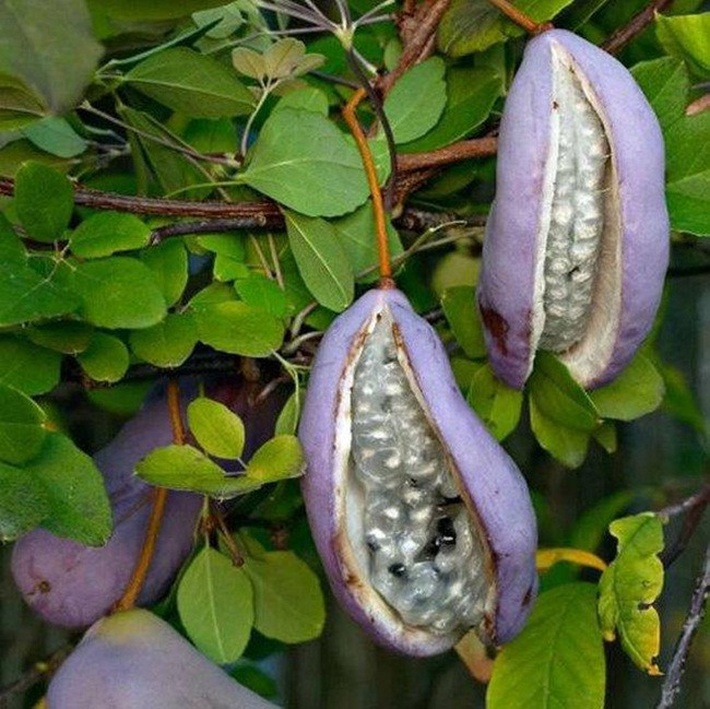 Loại quả này trồng nhiều ở tỉnh Yamagata thuộc vùng Tohoku của Nhật Bản.