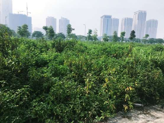 Dự án này được Nam Cường rót vốn khoảng 7.600 tỷ đồng, xây dựng nhiều hạng mục như biệt thự liền kề, chung cư cao tầng, công viên, bệnh viện, trường học, khách sạn, trung tâm thương mại, hồ điều hòa…, đặc biệt được phân khu riêng biệt. Tuy nhiên, ghi nhận của PV Kiến Thức vào cuối tháng 9/2019, đã 11 năm qua đi, nhiều diện tích đất trên dự án này vẫn chỉ là bãi trống, quây tôn xanh xung quanh để “nuôi” hoa cỏ dại mọc um tùm.