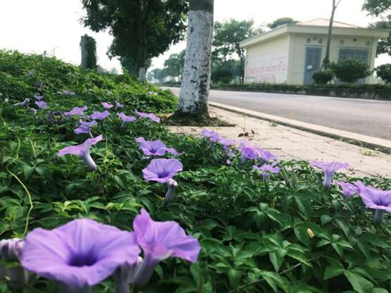 Dự án này được Nam Cường rót vốn khoảng 7.600 tỷ đồng, xây dựng nhiều hạng mục như biệt thự liền kề, chung cư cao tầng, công viên, bệnh viện, trường học, khách sạn, trung tâm thương mại, hồ điều hòa…, đặc biệt được phân khu riêng biệt. Tuy nhiên, ghi nhận của PV Kiến Thức vào cuối tháng 6 vừa qua, đã 11 năm qua đi, nhiều diện tích đất trên dự án này vẫn chỉ là bãi trống, quây tôn xanh xung quanh để “nuôi” hoa cỏ dại mọc um tùm.