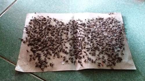 Nguoi dan xa Dong Luong bao gio het khon kho vi gia cam Hoa Phat xa thai?-Hinh-2