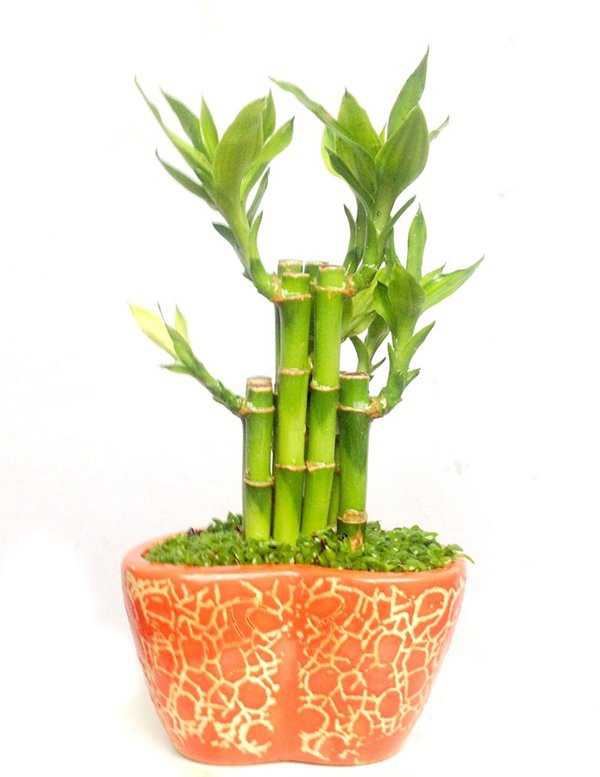 Nham mat la tai loc den chi nho cay phong thuy tuoi Ngo sau day-Hinh-2