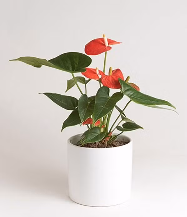 Nham mat la tai loc den chi nho cay phong thuy tuoi Ngo sau day-Hinh-9