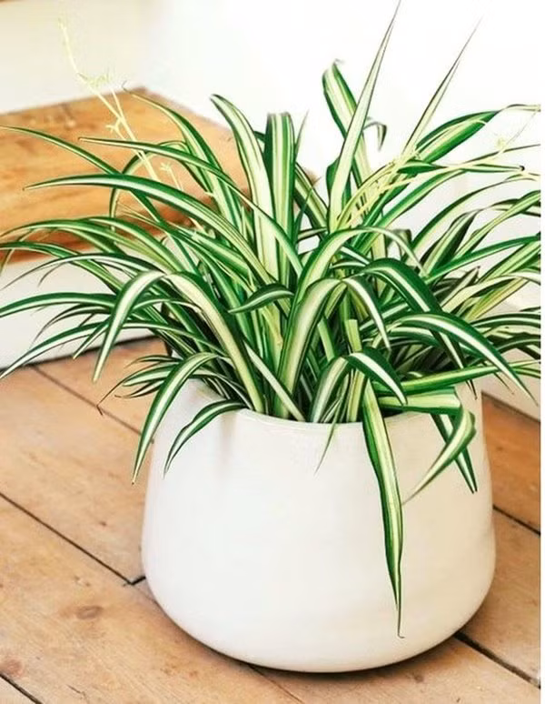 Nham mat la tai loc den chi nho cay phong thuy tuoi Ngo sau day-Hinh-6