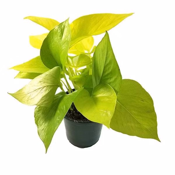 Nham mat la tai loc den chi nho cay phong thuy tuoi Ngo sau day-Hinh-11