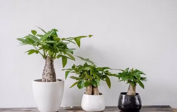 Nham mat la tai loc den chi nho cay phong thuy tuoi Ngo sau day