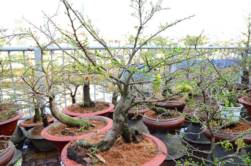 Những người nông dân đang hy vọng năm nay sẽ gặt hái được nhiều tài lộc từ khoảng 500 cây mai bán tại bến Bình Đông.