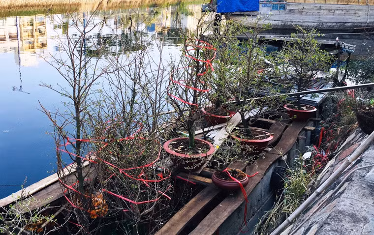 Những chiếc ghe thuyền chở đầy ắp các loại hoa, kiểng từ các tỉnh miền Tây như Bến Tre, Tiền Giang, Long An, Cần Thơ, Trà Vinh, Vĩnh Long... lên buôn bán tại chợ hoa bến Bình Đông. 