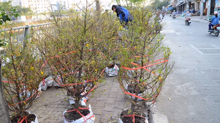 Chợ hoa Tết Bình Đông đang ngày càng được nhiều người biết đến và trở thành một nét văn hóa đặc sắc, duyên dáng trong những ngày giáp Tết ở Sài Gòn.