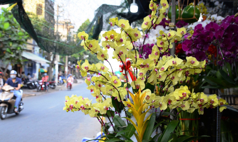 Những cành hoa rực rỡ khoe sắc ở phiên chợ hoa độc đáo nhất ở TP HCM.