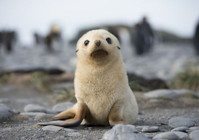 14. Con hải cẩu lông này không phải bạch tạng mà chỉ ảnh hưởng đến melanin, leucism được đặc trưng bởi một sự giảm trong tất cả các loại sắc tố. Những con vật này có lớp vỏ ngoài màu trắng, nhưng đôi mắt của chúng luôn tối.