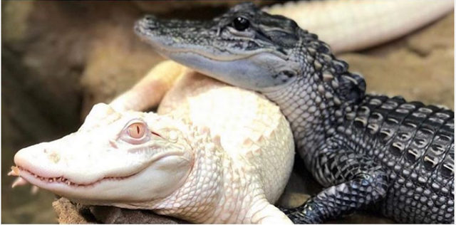 Sự khác biệt của Salt and Pepper sau một năm.