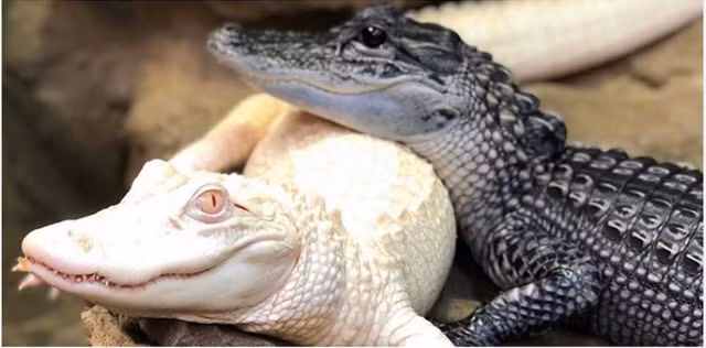 Sự khác biệt của Salt and Pepper sau một năm.