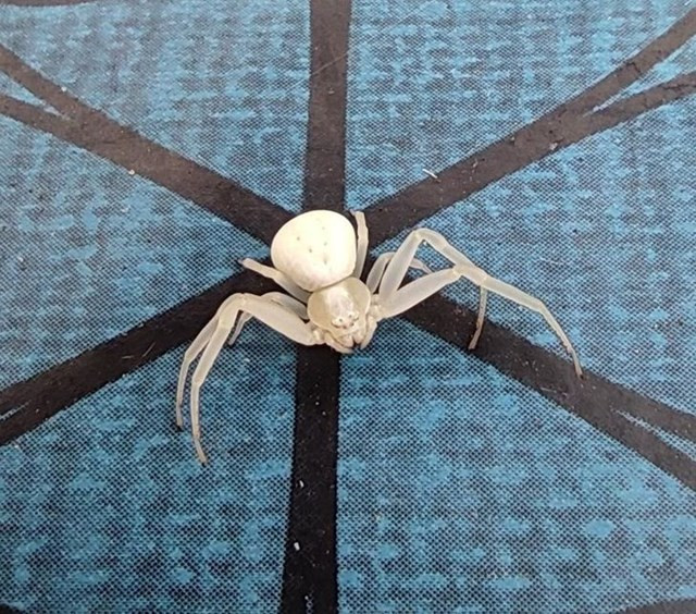 7. Một con nhện bạch tạng được tìm thấy ở Brittany (Pháp), to chỉ khoảng một hoặc 2 inch”.