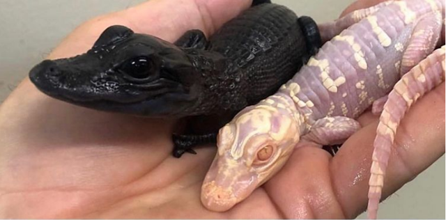 2. Salt and Pepper là những con cá sấu mắc bệnh bạch tạng và mắc bệnh melanism.