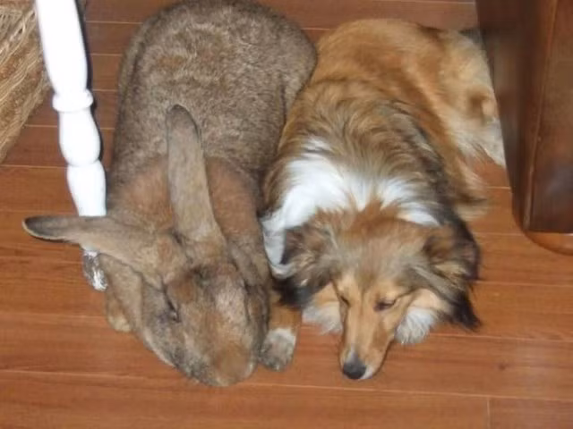 4. Sinh đôi! Phong cách chó và thỏ Flemish.