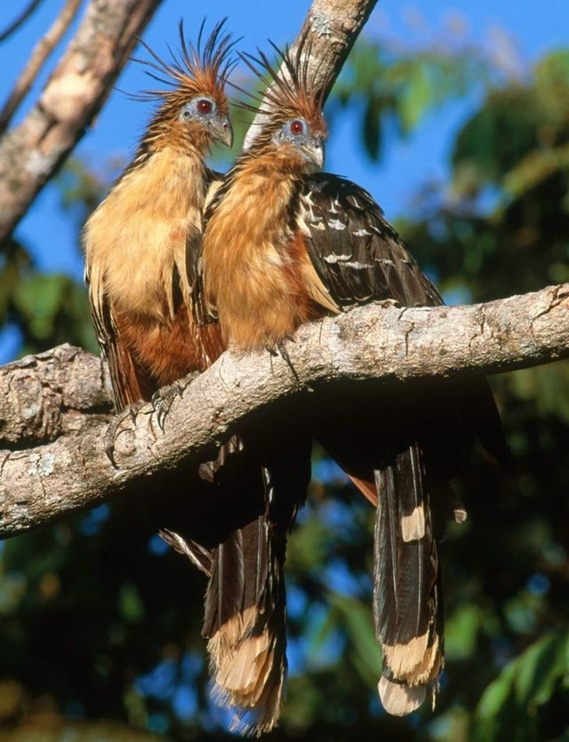 13. Hoatzin không thích bay và thích di chuyển từ cành này sang cành khác, sử dụng chân của chúng. Chúng còn được gọi là “bọ xít” vì chúng phát ra mùi hôi.