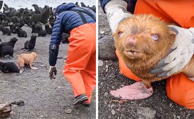 5. Thỉnh thoảng, những con hải cẩu bạch tạng được sinh ra. Trong thực tế, chúng trông đỏm dáng hơn! Mặc dù các hắc sắc tố không có ngay cả trong tròng đen của chúng.