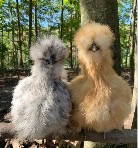 14. Chỉ cần nhìn những con gà Silkie này!