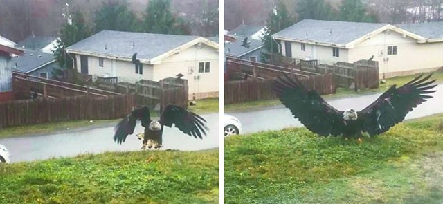 8. “Bạn nhìn ra cửa sổ và thấy anh ấy. Bạn làm nghề gì?"