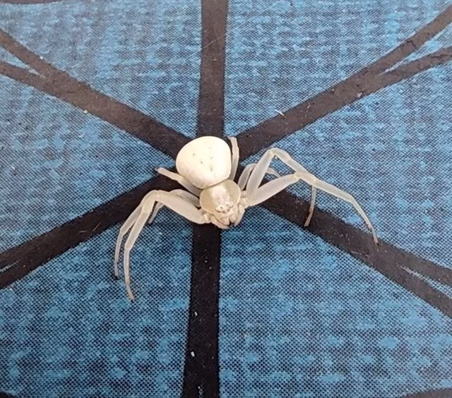 7. “Bạn đã bao giờ nhìn thấy một con nhện bạch tạng chưa? Tìm thấy anh chàng này ở Brittany (Pháp). Anh ấy rộng khoảng một hoặc 2 inch”.